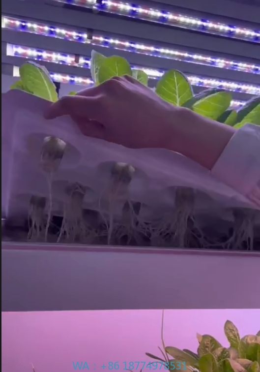 Agriculture Farming Vegetables - f Kas Landbouwuitrusting Groeien Paddestoel Groente