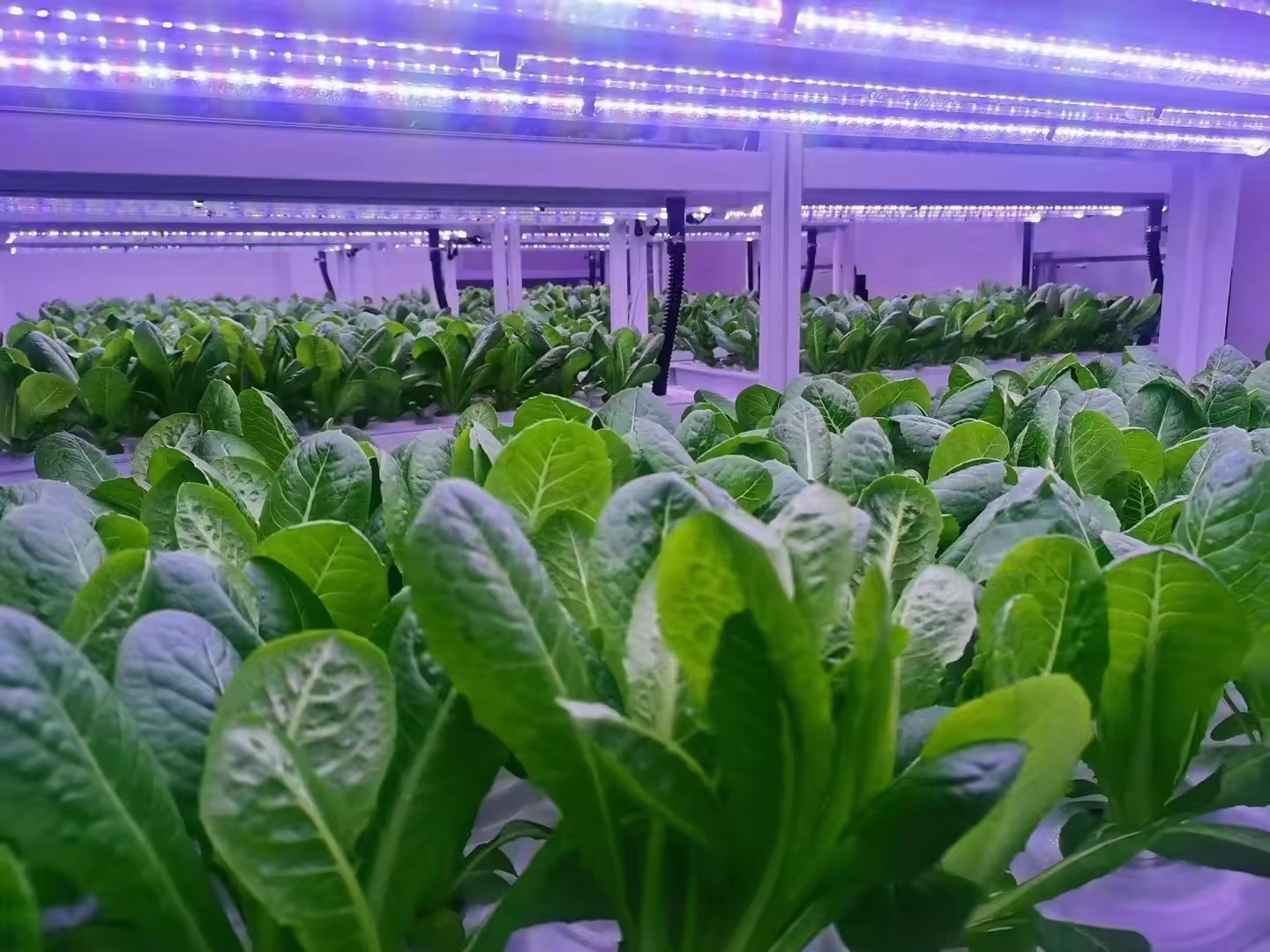 f Kas Landbouwuitrusting Groei - Agriculture Farming Vegetables recensie en prijs